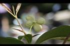桂花-花32.JPG