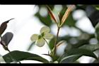 桂花-花33.JPG