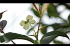 桂花-花34.JPG