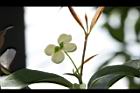 桂花-花35.JPG
