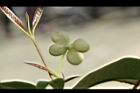 桂花-花36.JPG