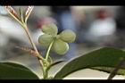桂花-花37.JPG