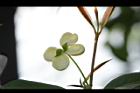 桂花-花38.JPG