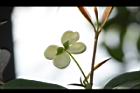 桂花-花39.JPG