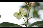 桂花-花40.JPG