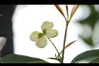 桂花-花41.JPG