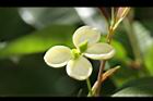 桂花-花44.JPG