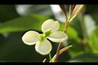 桂花-花45.JPG