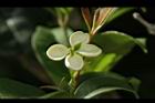 桂花-花48.JPG