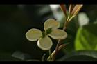 桂花-花49.JPG