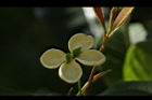 桂花-花50.JPG