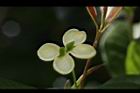 桂花-花51.JPG