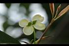 桂花-花52.JPG