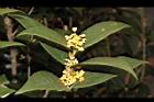 金桂-花00.JPG