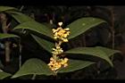 金桂-花01.JPG