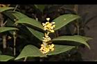 金桂-花02.JPG