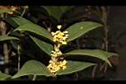 金桂-花03.JPG