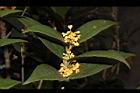 金桂-花04.JPG