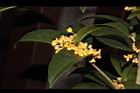 金桂-花05.JPG