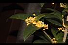 金桂-花06.JPG