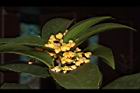 金桂-花07.JPG