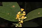 金桂-花08.JPG