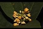 金桂-花10.JPG