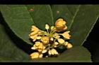 金桂-花11.JPG