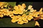 金桂-花13.JPG