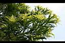 桃實百日青-葉00.jpg