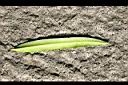 桃實百日青-葉背.jpg