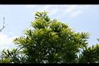 桃實百日青-葉01.jpg