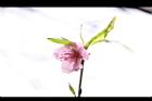 桃-花31.JPG