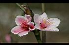 桃-花34.jpg