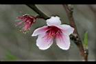 桃-花36.jpg