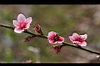 桃-花40.jpg