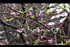 桃花06.JPG