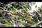 桃花08.JPG