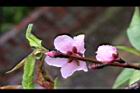 桃花16.JPG