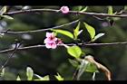 桃花20.JPG