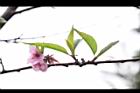 桃花22.JPG