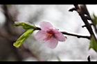 桃花26.JPG