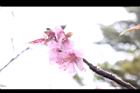 桃花32.JPG
