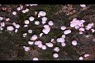 桃花56.JPG
