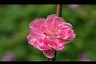 桃花-花04.jpg
