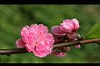 桃花-花06.jpg
