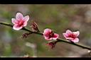 桃-花3.jpg