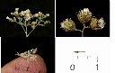 桃葉斑鳩菊-實.jpg