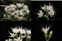 桃葉斑鳩菊-花.jpg