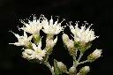 桃葉斑鳩菊-花05.JPG